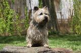 CAIRN TERRIER 353